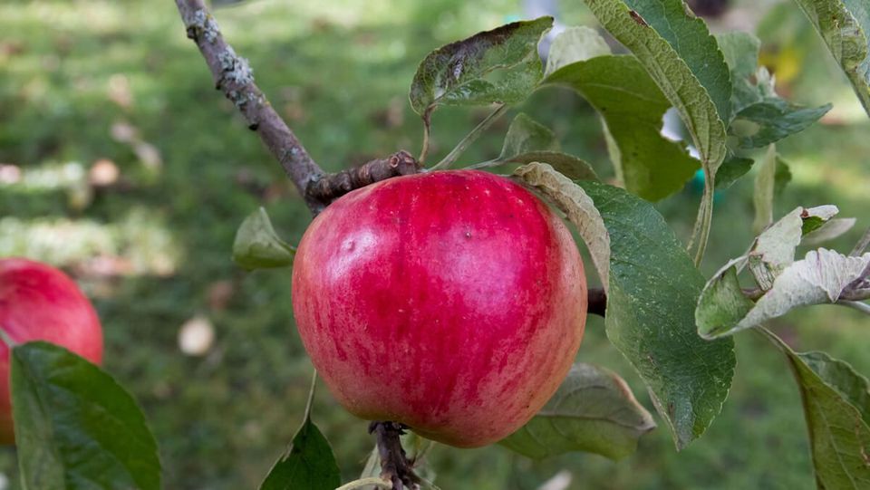 Apple: Akane