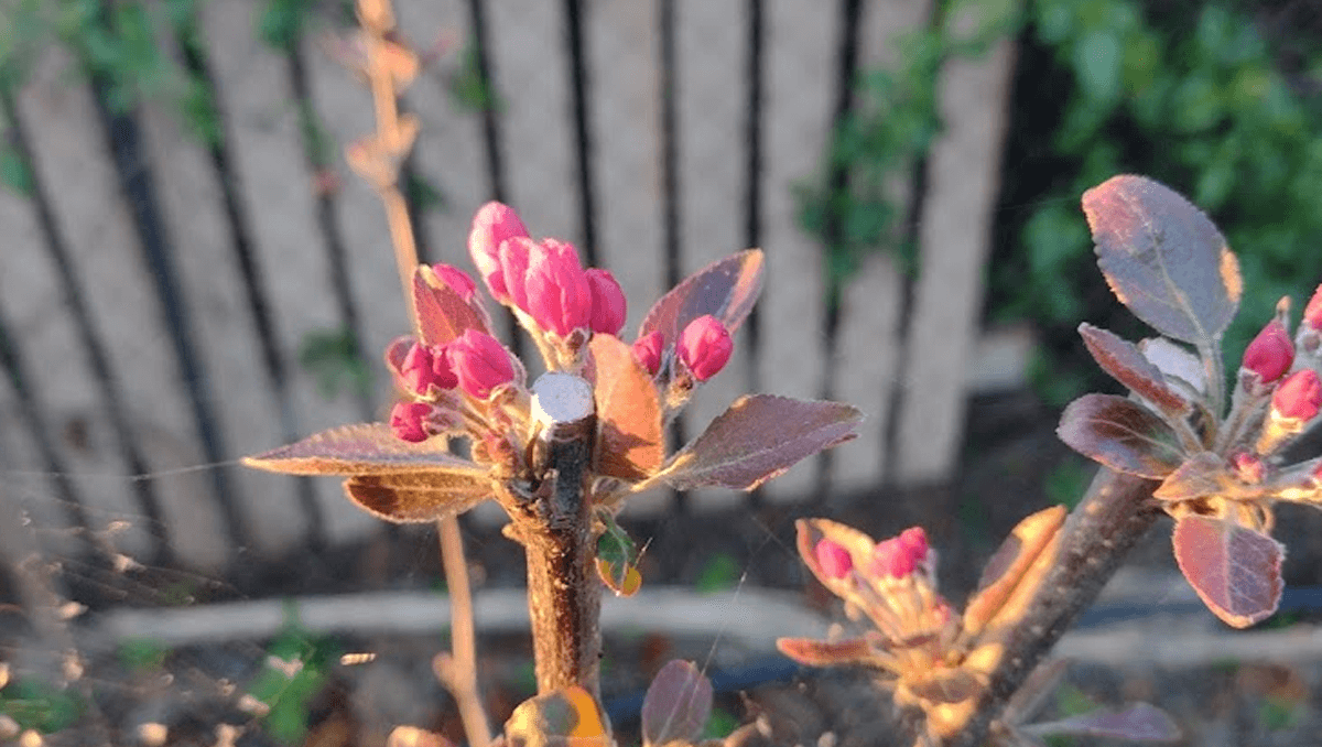 Apple: Malus x Purpurea