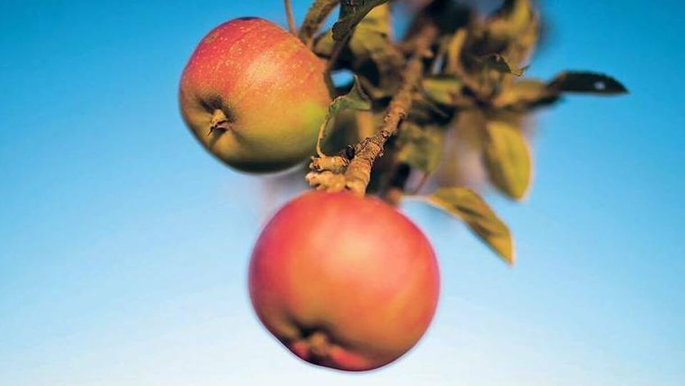 Apple: Prinzen Apfel