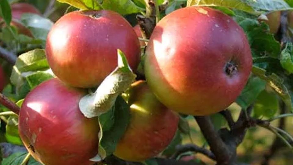 Apple: Worcester Pearmain