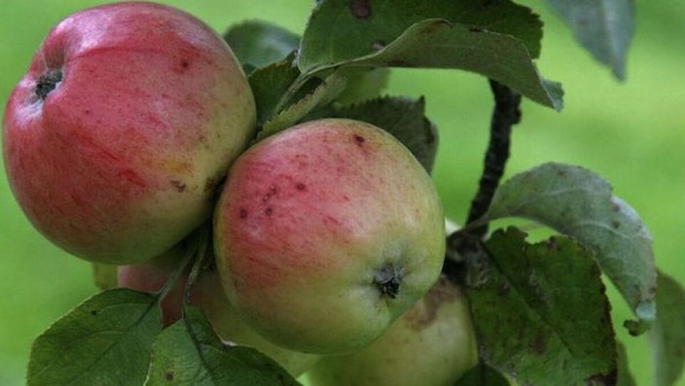 Apple: Irish Peach
